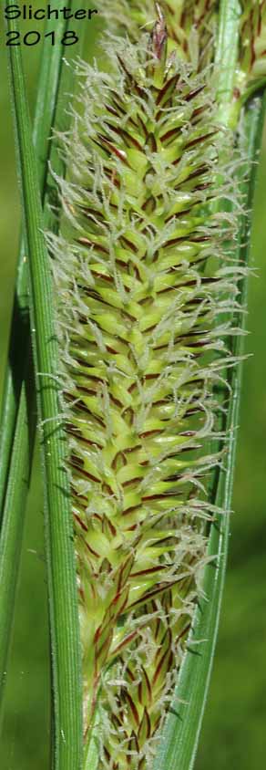 Beaked Sedge, Bladder Sedge, Inflated Sedge, Northwest Territory Sedge, Shore Sedge, Southern Beaked Sedge: Carex utriculata (Synonyms: Carex inflata var. utriculata, Carex laevirostris, Carex rhynchophysa, Carex rostrata, Carex rostrata var. utriculata)