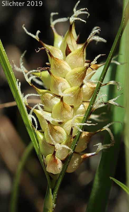 Beaked Sedge, Bladder Sedge, Inflated Sedge, Northwest Territory Sedge, Shore Sedge, Southern Beaked Sedge: Carex utriculata (Synonyms: Carex inflata var. utriculata, Carex laevirostris, Carex rhynchophysa, Carex rostrata, Carex rostrata var. utriculata)