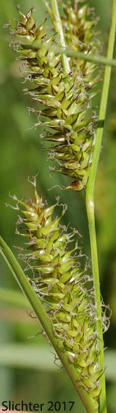 Lateral spikes of Beaked Sedge, Bladder Sedge, Inflated Sedge, Northwest Territory Sedge, Shore Sedge, Southern Beaked Sedge: Carex utriculata (Synonyms: Carex inflata var. utriculata, Carex laevirostris, Carex rhynchophysa, Carex rostrata, Carex rostrata var. utriculata)