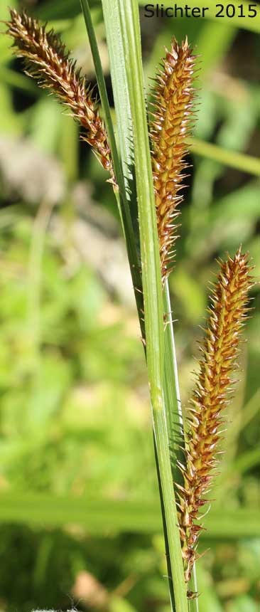 Beaked Sedge, Bladder Sedge, Inflated Sedge, Northwest Territory Sedge, Shore Sedge, Southern Beaked Sedge: Carex utriculata (Synonyms: Carex inflata var. utriculata, Carex laevirostris, Carex rhynchophysa, Carex rostrata, Carex rostrata var. utriculata)