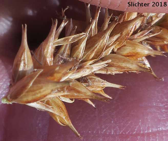 Beaked Sedge, Bladder Sedge, Inflated Sedge, Northwest Territory Sedge, Shore Sedge, Southern Beaked Sedge: Carex utriculata (Synonyms: Carex inflata var. utriculata, Carex laevirostris, Carex rhynchophysa, Carex rostrata, Carex rostrata var. utriculata)