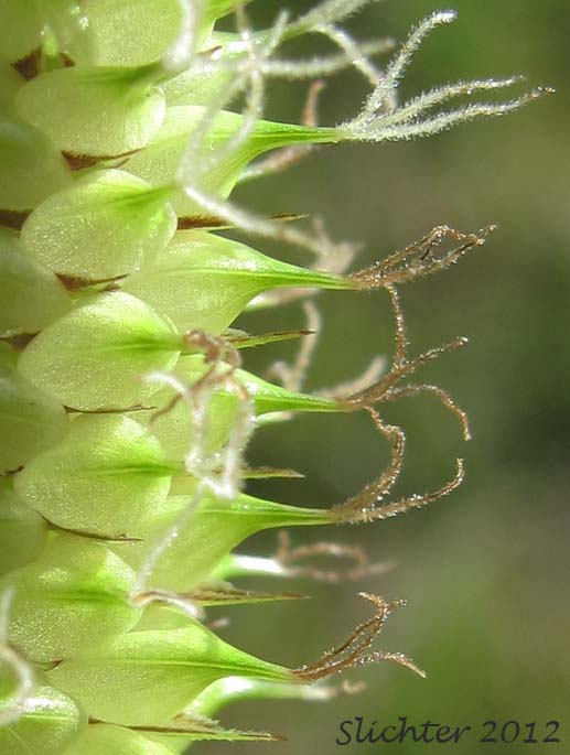 Close-up of the perigynia of Beaked Sedge, Bladder Sedge, Inflated Sedge, Northwest Territory Sedge, Shore Sedge, Southern Beaked Sedge: Carex utriculata (Synonyms: Carex inflata var. utriculata, Carex laevirostris, Carex rhynchophysa, Carex rostrata, Carex rostrata var. utriculata)