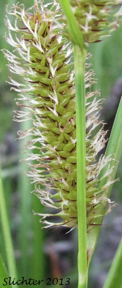 Beaked Sedge, Bladder Sedge, Inflated Sedge, Northwest Territory Sedge, Shore Sedge, Southern Beaked Sedge: Carex utriculata (Synonyms: Carex inflata var. utriculata, Carex laevirostris, Carex rhynchophysa, Carex rostrata, Carex rostrata var. utriculata)