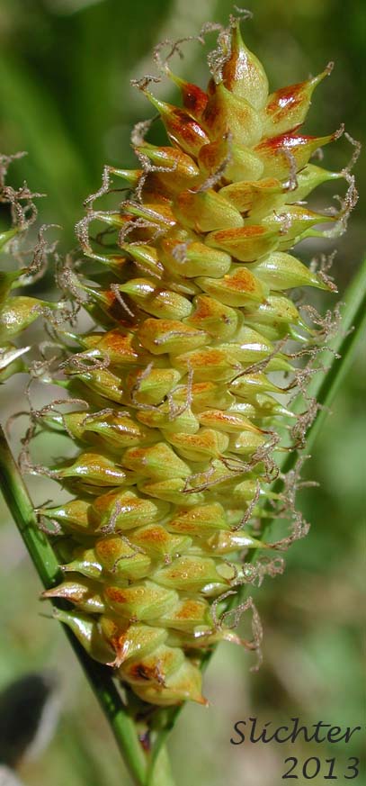 Beaked Sedge, Bladder Sedge, Inflated Sedge, Northwest Territory Sedge, Shore Sedge, Southern Beaked Sedge: Carex utriculata (Synonyms: Carex inflata var. utriculata, Carex laevirostris, Carex rhynchophysa, Carex rostrata, Carex rostrata var. utriculata)