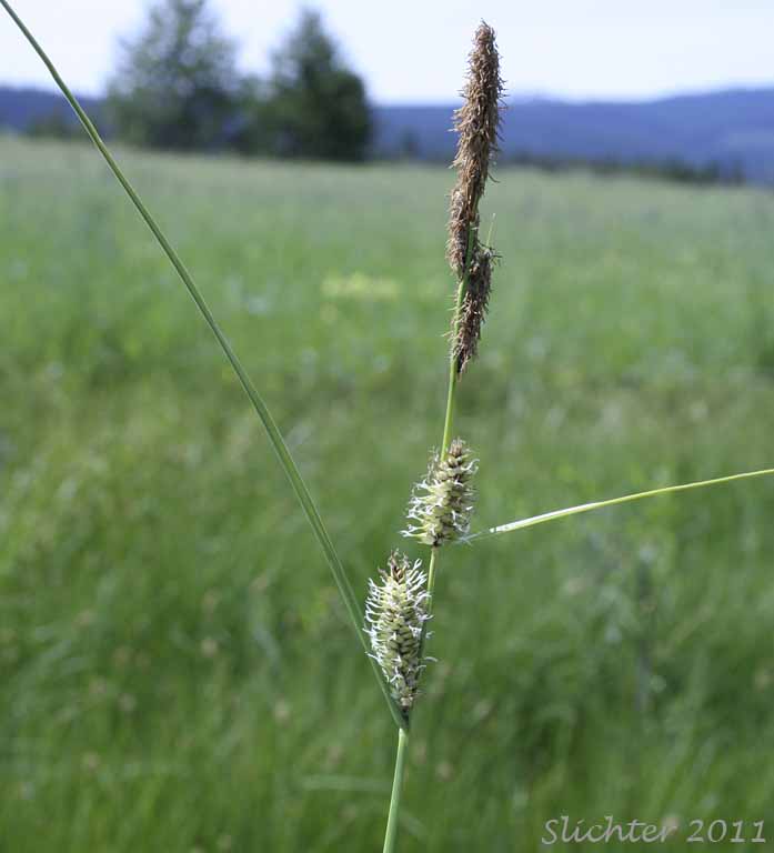 Close-up of the inflorescence of Beaked Sedge, Bladder Sedge, Inflated Sedge, Northwest Territory Sedge, Shore Sedge, Southern Beaked Sedge: Carex utriculata (Synonyms: Carex inflata var. utriculata, Carex laevirostris, Carex rhynchophysa, Carex rostrata, Carex rostrata var. utriculata)