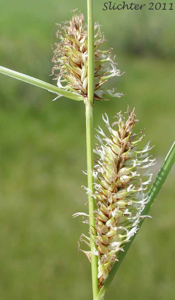 Lateral female spikes of Beaked Sedge, Bladder Sedge, Inflated Sedge, Northwest Territory Sedge, Shore Sedge, Southern Beaked Sedge: Carex utriculata (Synonyms: Carex inflata var. utriculata, Carex laevirostris, Carex rhynchophysa, Carex rostrata, Carex rostrata var. utriculata)