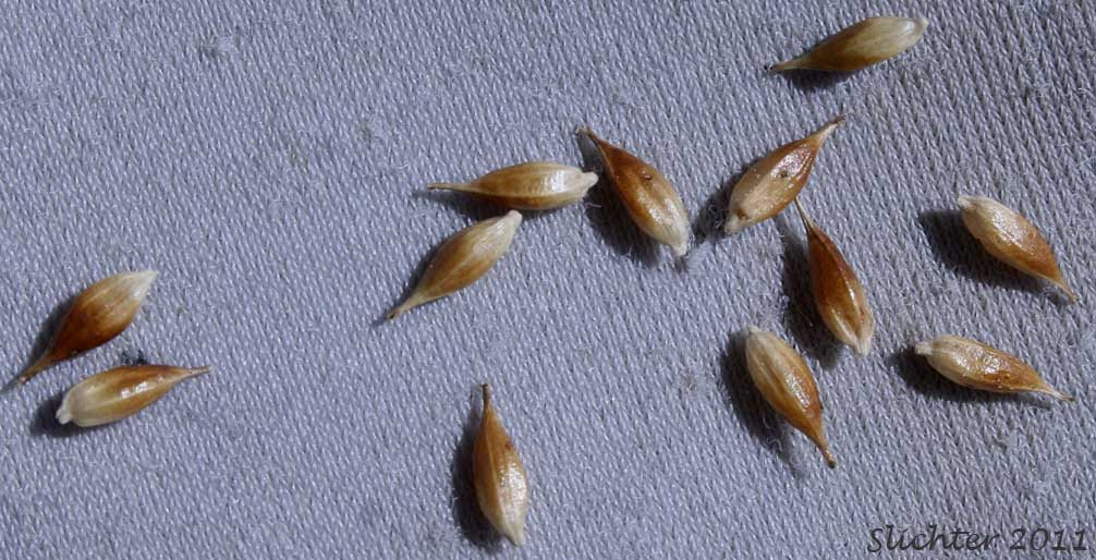 Mature perigynia of Beaked Sedge, Bladder Sedge, Inflated Sedge, Northwest Territory Sedge, Shore Sedge, Southern Beaked Sedge: Carex utriculata (Synonyms: Carex inflata var. utriculata, Carex laevirostris, Carex rhynchophysa, Carex rostrata, Carex rostrata var. utriculata)
