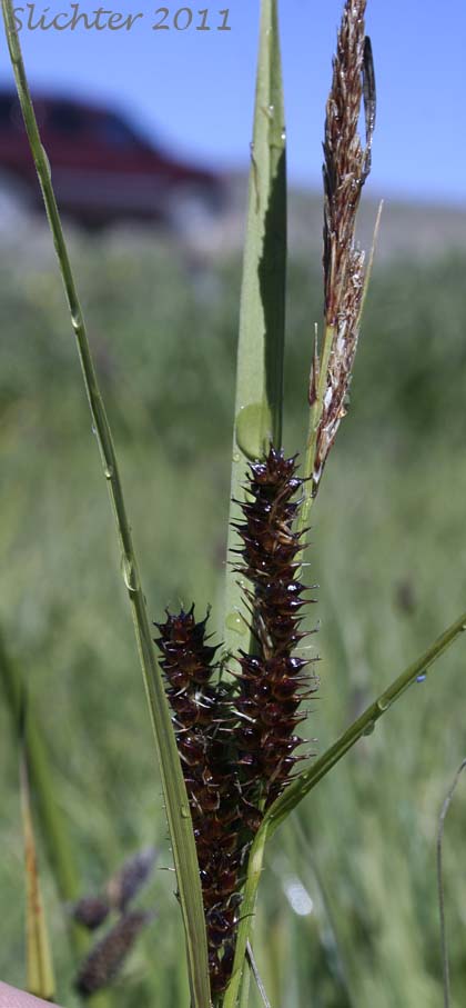 Inflorescence of Beaked Sedge, Bladder Sedge, Inflated Sedge, Northwest Territory Sedge, Shore Sedge, Southern Beaked Sedge: Carex utriculata (Synonyms: Carex inflata var. utriculata, Carex laevirostris, Carex rhynchophysa, Carex rostrata, Carex rostrata var. utriculata)
