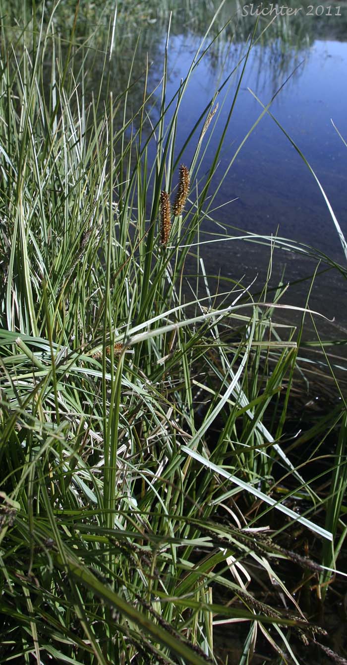 Beaked Sedge, Bladder Sedge, Inflated Sedge, Northwest Territory Sedge, Shore Sedge, Southern Beaked Sedge: Carex utriculata (Synonyms: Carex inflata var. utriculata, Carex laevirostris, Carex rhynchophysa, Carex rostrata, Carex rostrata var. utriculata)