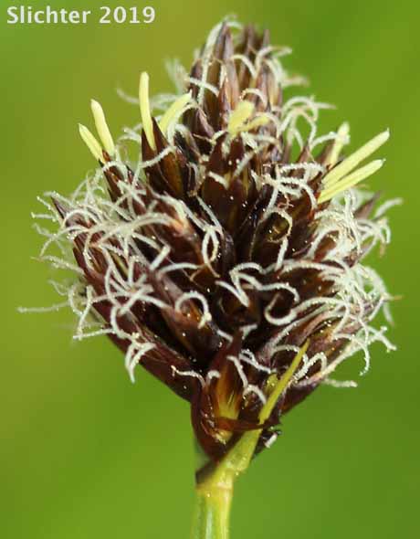 Foetid Sedge, Native Sedge: Carex vernacula (Synonyms: Carex foetida, Carex foetida var. vernacula)