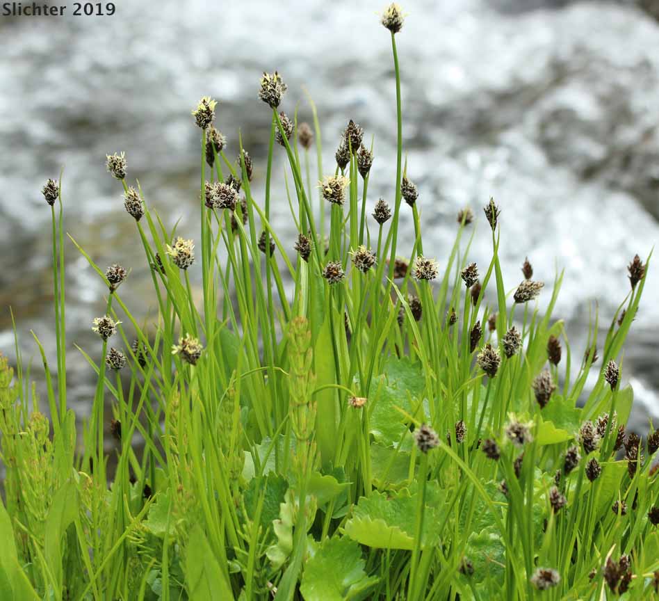 Foetid Sedge, Native Sedge: Carex vernacula (Synonyms: Carex foetida, Carex foetida var. vernacula)