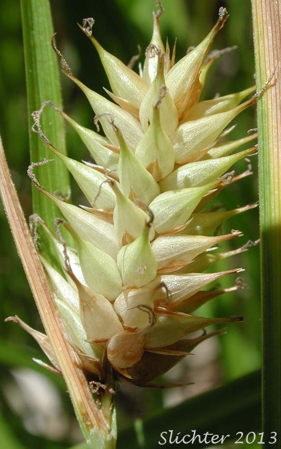 Lateral female spike of Blister Sedge, Small Inflated Sedge, Inflated Sedge: Carex vesicaria var. vesicaria (Synonyms: Carex inflata, Carex vesicaria)