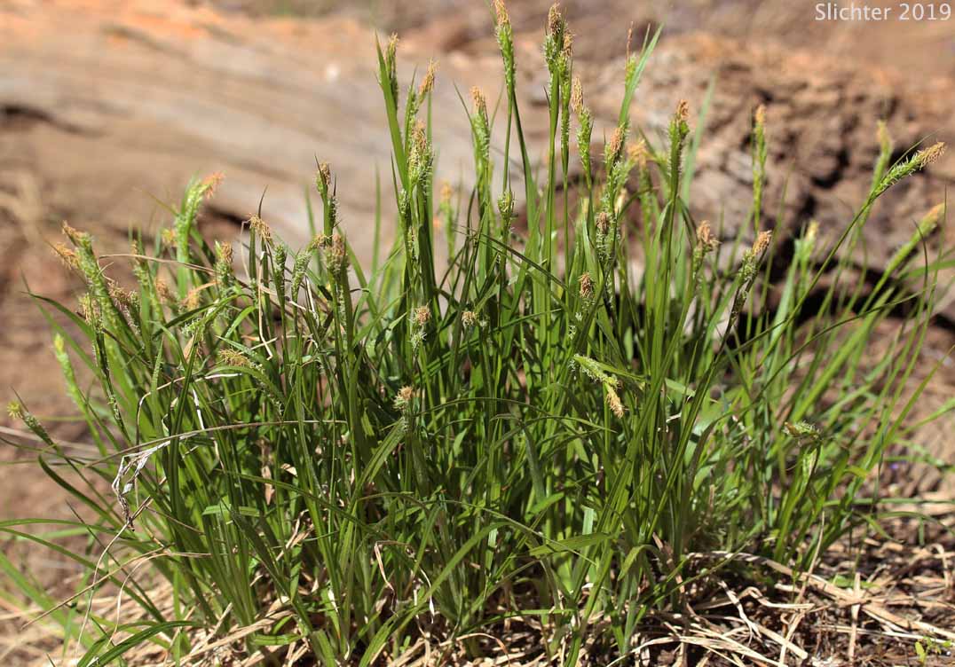 Whitney's Sedge: Carex whitneyi (Synonyms: Carex flaccifolia, Carex jepsonii)