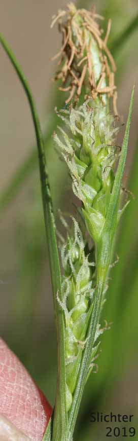 Whitney's Sedge: Carex whitneyi (Synonyms: Carex flaccifolia, Carex jepsonii)