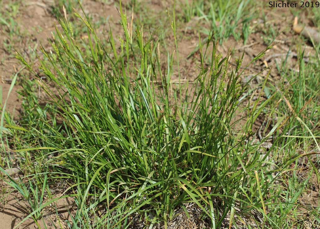 Whitney's Sedge: Carex whitneyi (Synonyms: Carex flaccifolia, Carex jepsonii)
