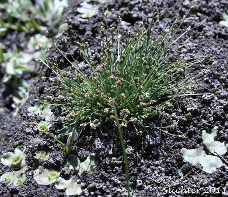 Needle Spikerush: Eleocharis acicularis (Synonyms: Eleocharis acicularis var. acicularis, Eleocharis acicularis var. gracilescens, Eleocharis acicularis var. occidentalis, Eleocharis acicularis var. porcata, Eleocharis acicularis var. submersa, Scirpus acicularis)