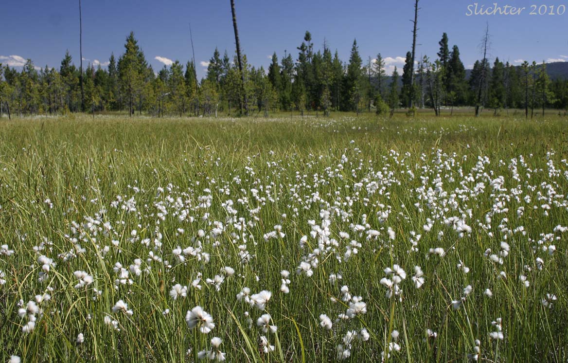 Slender Cottongrass: Eriophorum gracile (Synonyms: Eriophorum gracile var. caurianum, Eriophorum gracile var. gracile)