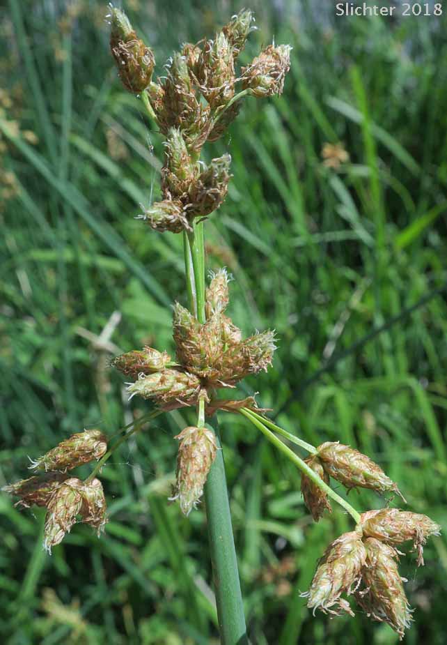 Common Tule, Hardstem Bulrush, Tule: Schoenoplectus acutus var. occidentalis (Synonyms: Schoenoplectus acutus var. acutus, Schoenoplectus rubiginosus, Scirpus acutus var. acutus, Scirpus acutus var. occidentalis, Scirpus rubiginosus)