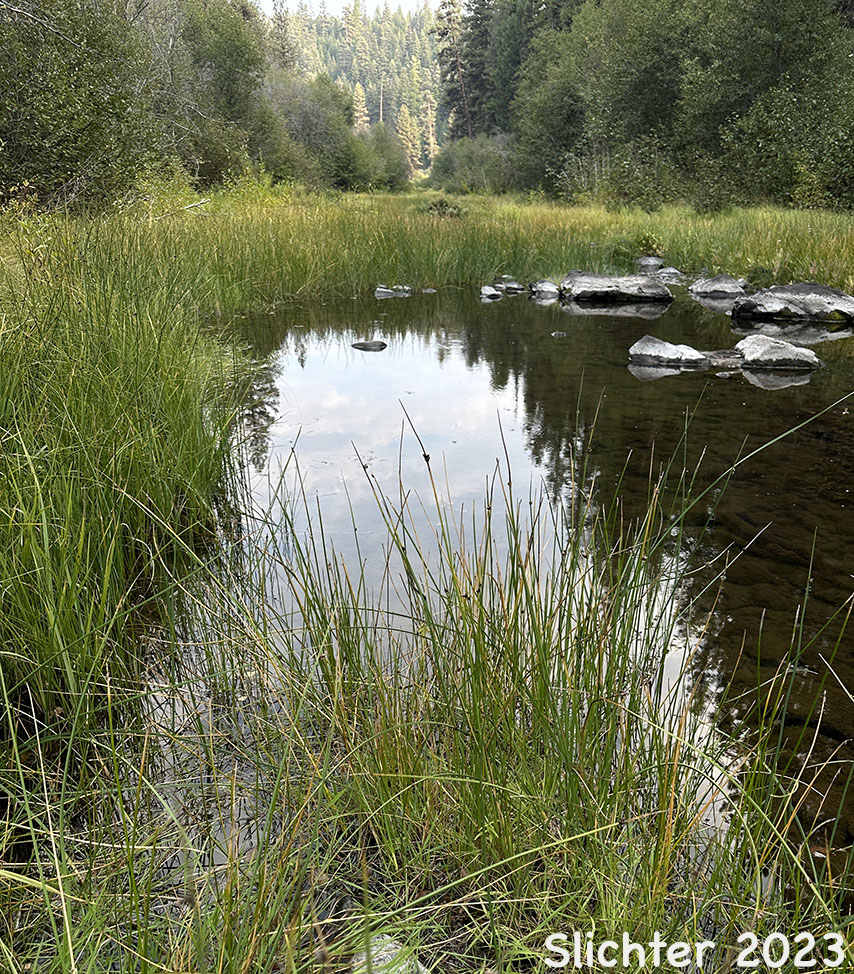Habitat of Common Bulrush, Common Threesquare, Western Bulrush: Schoenoplectus pungens (Synonyms: Schoenoplectus pungens var. badius, Schoenoplectus pungens var. longispicatus, Scirpus americanus, Scirpus americanus var. monophyllos, Scirpus pungens, Scirpus pungens var. longispicatus)