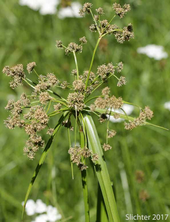 Panicled Bulrush, Small-fruited Bulrush: Scirpus microcarpus (Synonyms: Scirpus microcarpus var. longispicatus, Scirpus microcarpus var. microcarpus, Scirpus microcarpus var. rubrotinctus, Scirpus rubrotinctus, Scirpus sylvaticus, Scirpus sylvaticus var. digynus)