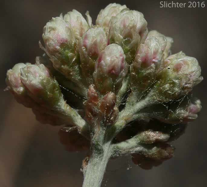 Inflorescence of Silvery Everlasting, Silvery Pussytoes: Antennaria argentea