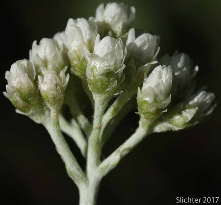 Inflorescence of Silvery Everlasting, Silvery Pussytoes: Antennaria argentea