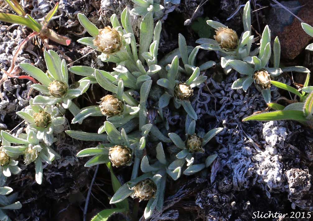 Cushion Pussytoes, Low Pussy-toes, Low Everlasting: Antennaria dimorpha (Synonyms: Antennaria dimorpha var. dimorpha, Antennaria dimorpha var. integra, Antennaria dimorpha var. latisquama, Antennaria dimorpha var. macrocephala, Antennaria dimorpha var. nuttallii, Antennaria latisquama, Antennaria macrocephala, Gnaphalium dimorphum)