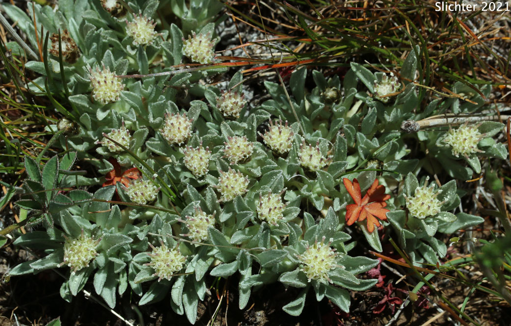 Cushion Pussytoes, Low Pussy-toes, Low Everlasting: Antennaria dimorpha (Synonyms: Antennaria dimorpha var. dimorpha, Antennaria dimorpha var. integra, Antennaria dimorpha var. latisquama, Antennaria dimorpha var. macrocephala, Antennaria dimorpha var. nuttallii, Antennaria latisquama, Antennaria macrocephala, Gnaphalium dimorphum)