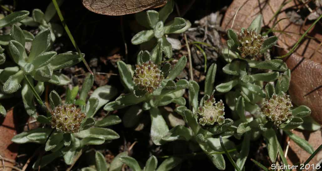 Cushion Pussytoes, Low Pussy-toes, Low Everlasting: Antennaria dimorpha (Synonyms: Antennaria dimorpha var. dimorpha, Antennaria dimorpha var. integra, Antennaria dimorpha var. latisquama, Antennaria dimorpha var. macrocephala, Antennaria dimorpha var. nuttallii, Antennaria latisquama, Antennaria macrocephala, Gnaphalium dimorphum)
