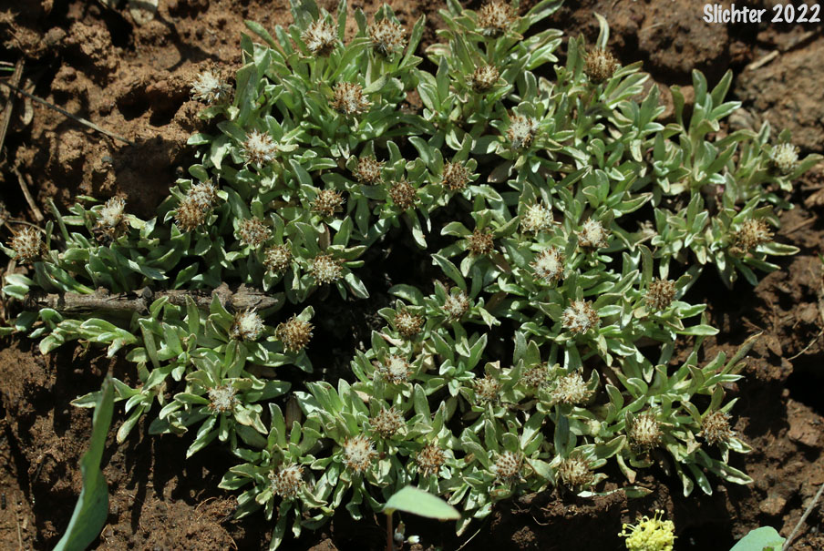 Cushion Pussytoes, Low Pussy-toes, Low Everlasting: Antennaria dimorpha (Synonyms: Antennaria dimorpha var. dimorpha, Antennaria dimorpha var. integra, Antennaria dimorpha var. latisquama, Antennaria dimorpha var. macrocephala, Antennaria dimorpha var. nuttallii, Antennaria latisquama, Antennaria macrocephala, Gnaphalium dimorphum)