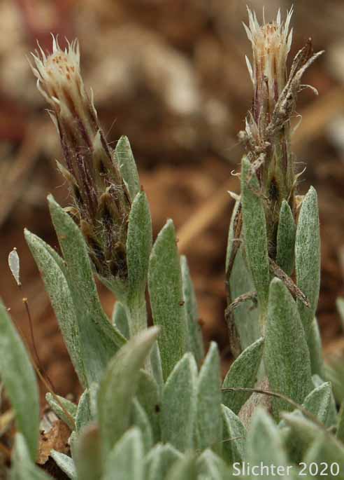 Cushion Pussytoes, Low Pussy-toes, Low Everlasting: Antennaria dimorpha (Synonyms: Antennaria dimorpha var. dimorpha, Antennaria dimorpha var. integra, Antennaria dimorpha var. latisquama, Antennaria dimorpha var. macrocephala, Antennaria dimorpha var. nuttallii, Antennaria latisquama, Antennaria macrocephala, Gnaphalium dimorphum)