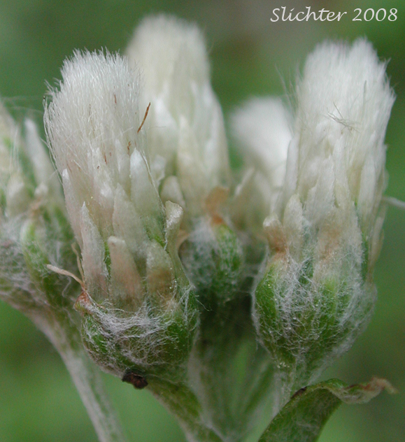 Inflorescence of Field Pussytoes, Field Pussy-toes, Howell's Pussytoes: Antennaria howellii var. howellii (Synonym: Antennaria neglecta ssp. howellii, Antenaria neglecta var. howellii, Antennaria neodioica ssp. howellii)