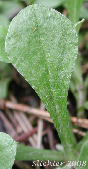 Leaf of Field Pussytoes, Field Pussy-toes, Howell's Pussytoes: Antennaria howellii var. howellii (Synonym: Antennaria neglecta ssp. howellii, Antenaria neglecta var. howellii, Antennaria neodioica ssp. howellii)