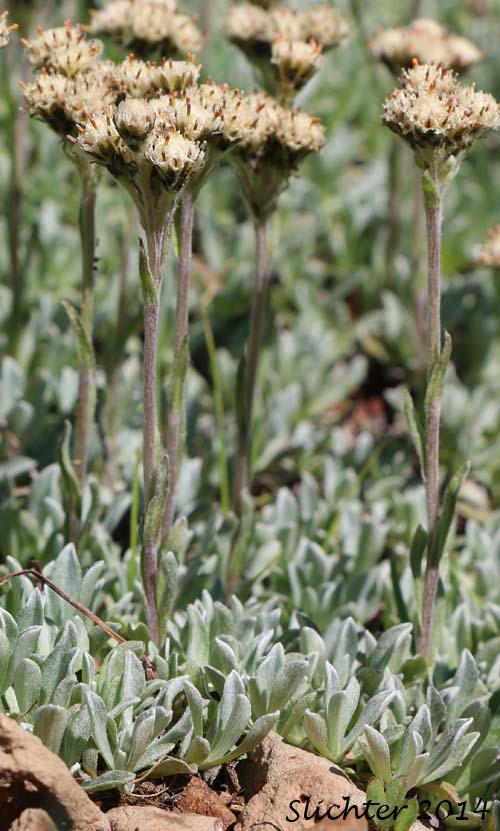Alpine Pussytoes, Rocky Mountain Pussytoes: Antennaria media (Synonyms: Antennaria alpina var. media, Antennaria austromontana, Antennaria candida, Antennaria densa, Antennaria gormanii, Antennaria modesta, Antennaria mucronata)
