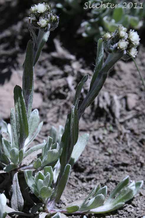 Alpine Pussytoes: Rocky Mountain Pussytoes, Antennaria media (Synonyms: Antennaria alpina var. media, Antennaria austromontana, Antennaria candida, Antennaria densa, Antennaria gormanii, Antennaria modesta, Antennaria mucronata)