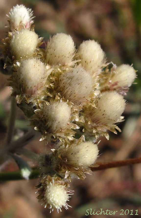 Male flower head of Alpine Pussytoes, Rocky Mountain Pussytoes: Antennaria media (Synonyms: Antennaria alpina var. media, Antennaria austromontana, Antennaria candida, Antennaria densa, Antennaria gormanii, Antennaria modesta, Antennaria mucronata)