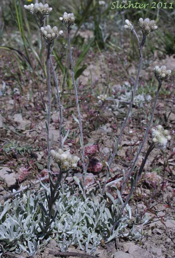 Alpine Pussytoes, Rocky Mountain Pussytoes: Antennaria media (Synonyms: Antennaria alpina var. media, Antennaria austromontana, Antennaria candida, Antennaria densa, Antennaria gormanii, Antennaria modesta, Antennaria mucronata)
