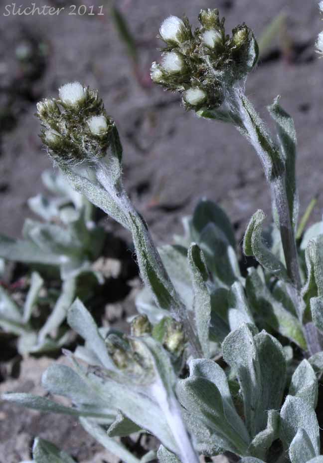 Alpine Pussytoes, Rocky Mountain Pussytoes: Antennaria media (Synonyms: Antennaria alpina var. media, Antennaria austromontana, Antennaria candida, Antennaria densa, Antennaria gormanii, Antennaria modesta, Antennaria mucronata)