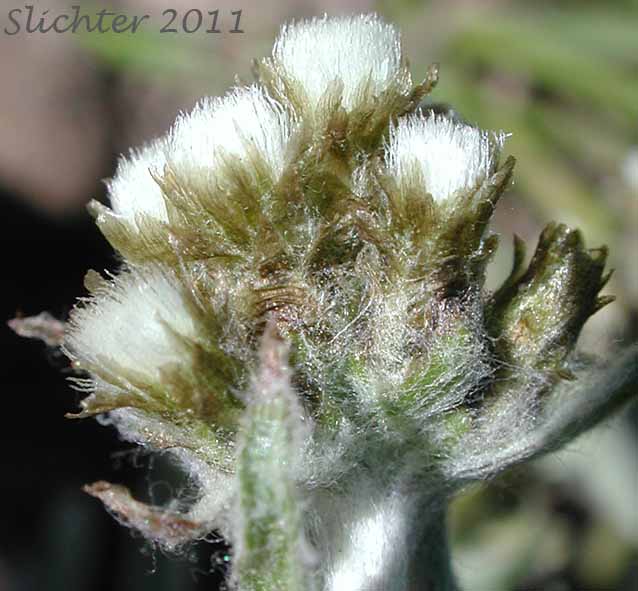 Close-up of the involucral bracts of Alpine Pussytoes, Rocky Mountain Pussytoes: Antennaria media (Synonyms: Antennaria alpina var. media, Antennaria austromontana, Antennaria candida, Antennaria densa, Antennaria gormanii, Antennaria modesta, Antennaria mucronata)