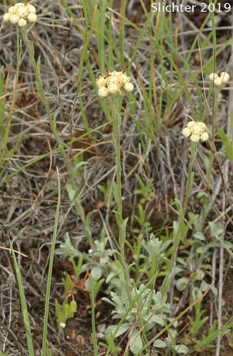 Little-leaf Pussytoes, Small-leaf Pussytoes: Antennaria parvifolia