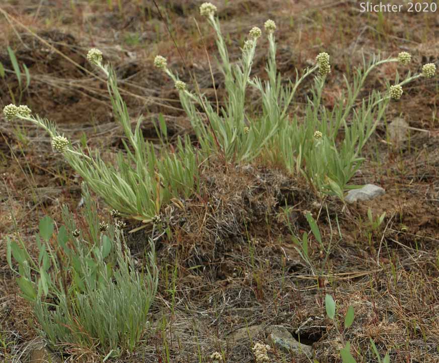 Woodrush pussytoes (Antennaria luzuloides) and Narrowleaf Pussytoes, Narrowleaved Pussytoes: Antennaria stenophylla (Synonyms: Antennaria alpina var. stenophylla, Antennaria leucophaea)
