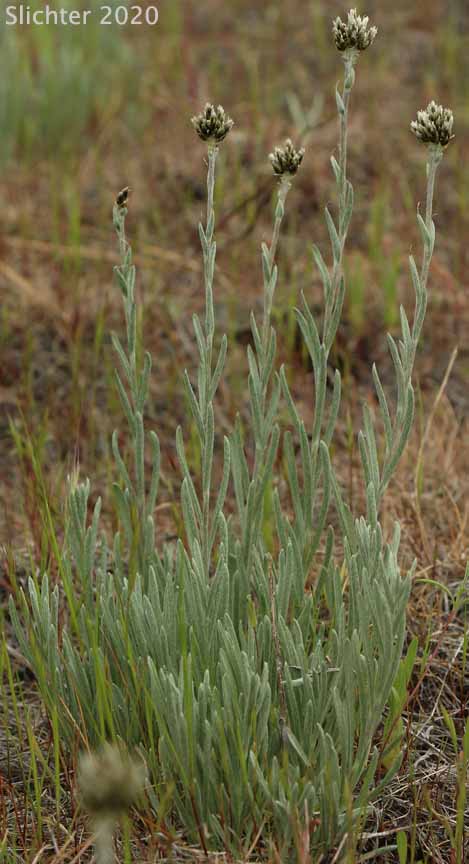 Narrowleaf Pussytoes, Narrowleaved Pussytoes: Antennaria stenophylla (Synonyms: Antennaria alpina var. stenophylla, Antennaria leucophaea)
