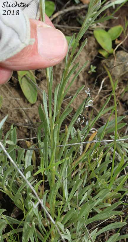 Narrowleaf Pussytoes, Narrowleaved Pussytoes: Antennaria stenophylla (Synonyms: Antennaria alpina var. stenophylla, Antennaria leucophaea)