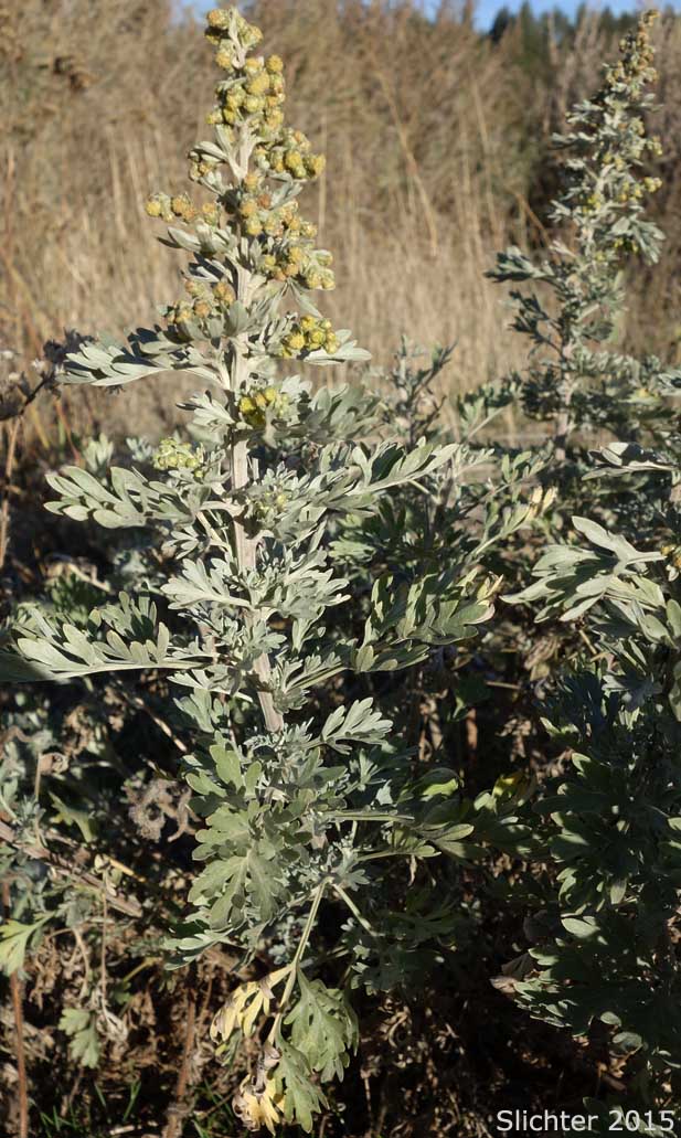 Absinthe, Absinthium, Oldman, Wormwood: Artemisia absinthium (Synonym: Artemisia absinthium var. absinthium)