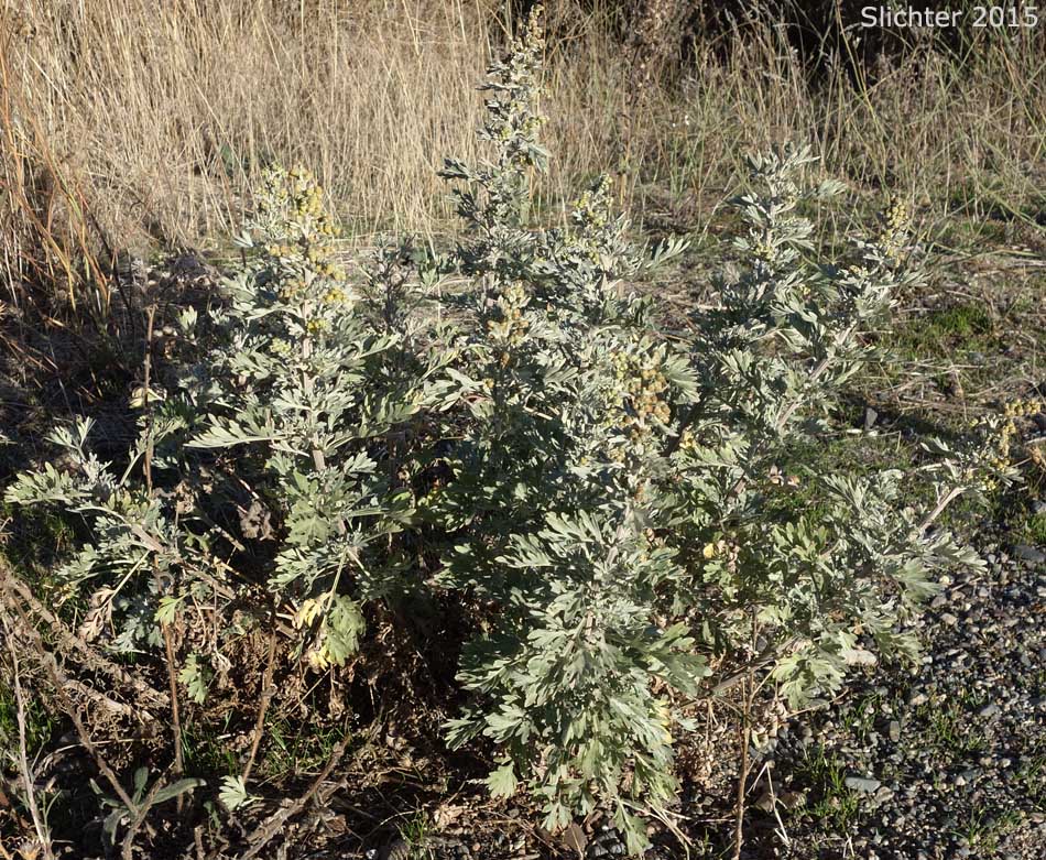 Absinthe, Absinthium, Oldman, Wormwood: Artemisia absinthium (Synonym: Artemisia absinthium var. absinthium)