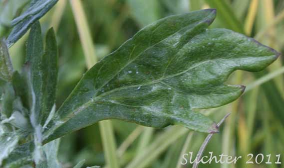 Stem leaf of Douglas' Mugwort, Douglas' Sagewort, Douglas' Wormwood, Northwest Mugwort: Artemisia douglasiana (Synonym: Artemisia vulgaris var. douglasiana)