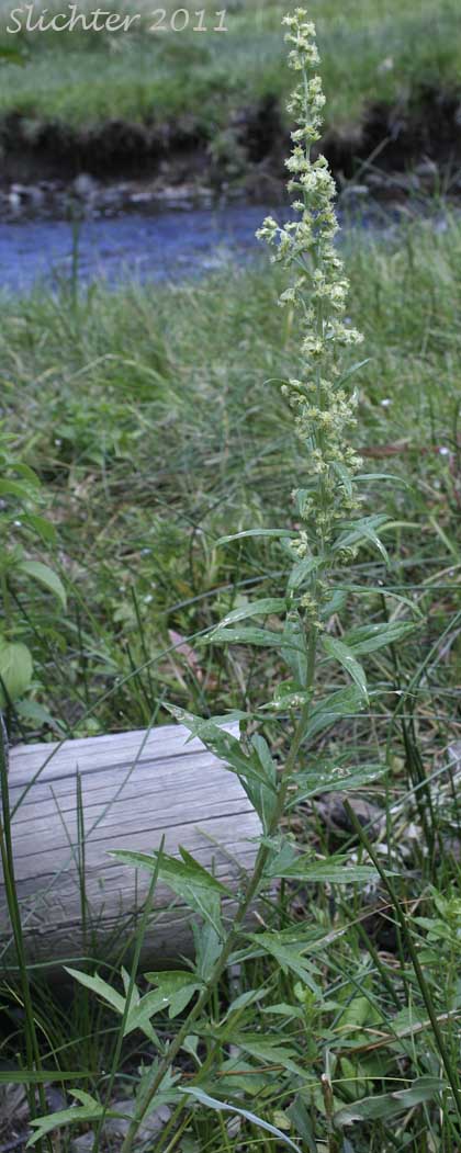 Douglas' Mugwort, Douglas' Sagewort, Douglas' Wormwood, Northwest Mugwort: Artemisia douglasiana (Synonym: Artemisia vulgaris var. douglasiana)