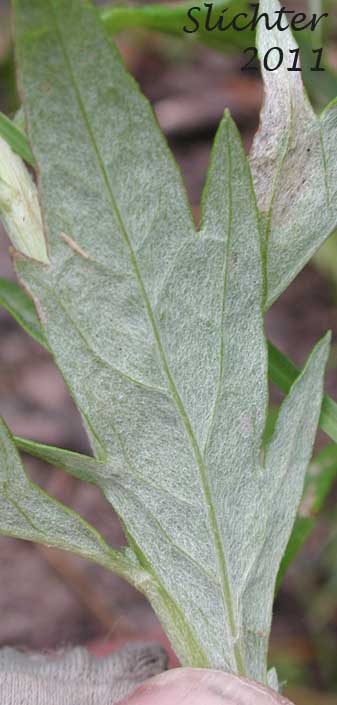 Lower leaf surface of Douglas' Mugwort, Douglas' Sagewort, Douglas' Wormwood, Northwest Mugwort: Artemisia douglasiana (Synonym: Artemisia vulgaris var. douglasiana)