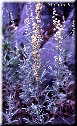 Artemisia ludoviciana