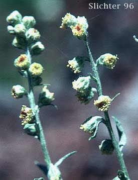 Artemisia ludoviciana